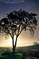 Tree at sunrise next to vineyard along Union Road, Paso Robles San Luis Obispo County, California