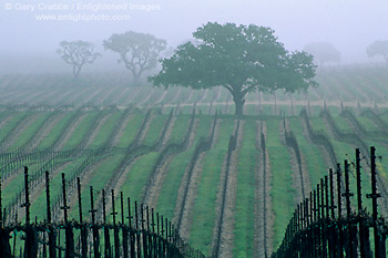 Morning fog over vineyard rows and oak tree in spring, Union Road, Paso Robles San Luis Obispo County, California