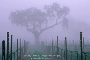 Oak tree and fog in vineyard in spring, near Villa Toscana, Paso Robles, San Luis Obispo County, California