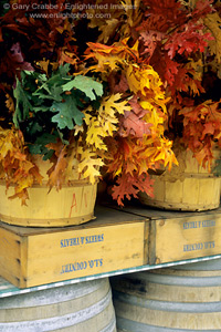 Fall foliage decoration display, Avila Barn, near Avila Beach, San Luis Obispo County, California