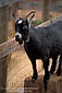 Goat in petting area, Avila Barn, near Avila Beach, San Luis Obispo County, California