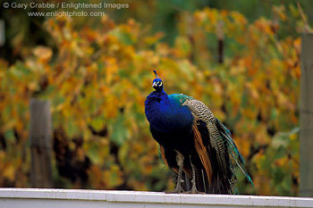 Peacock and vineyards at Kelsey See Canyon Vineyards San Luis Obispo County, California