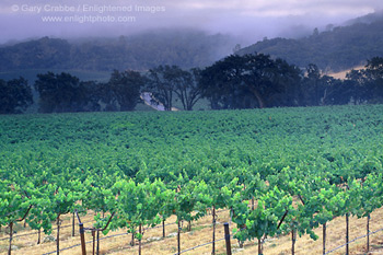 Morning fog over vineyard in summer, near Asti, Alexander Valley, Sonoma County, California