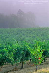 Vineyard in morning fog, near Asti, Alexander Valley, Sonoma County, California