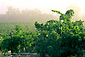 Vineyard in fog at sunrise, near Asti, Alexander Valley, Sonoma County, California