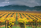 Storm clouds at sunrise over vineyard in fall, Alexander Valley, near Asti, Sonoma County, California