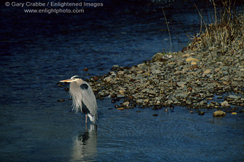 Great Blue Heron in Dry Creek, Sonoma County, California