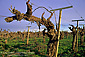 Barren grape vine in winter vineyard in the Dry Creek Valley, Sonoma County, California