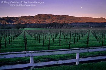 Moonset at dawn over vineyard, Valley of the Moon, Sonoma County, California