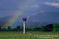 Rainbow over vineyard in the Russian River Wine Valley, Sonoma County, California