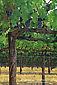 Grape vines in vineyard in the Dry Creek region, Sonoma County, California
