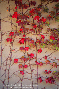 Red leaves on vine in fall, Gary Farrell Winery, Russian River Wine Valley, Sonoma County, California