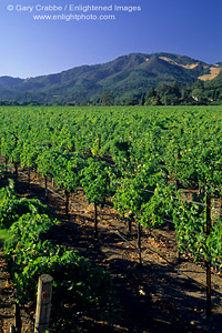 Vineyard in summer, near Kenwood, Sonoma Valley Wine Growing Region, California