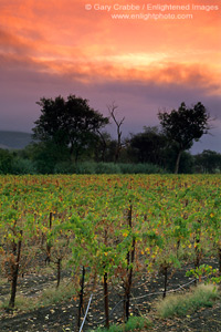 Sunrise and fog over vineyard near Geyserville, Alexander Valley, Sonoma County, California