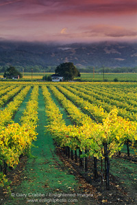 Sunrise over vineyard in autumn, Geyserville, Alexander Valley, Sonoma County, California