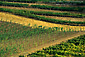 Vineyard on hills at Hanna Estate Winery, Alexander Valley, Sonoma County, California