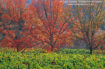 Fall colors on trees in vineyard, Alexander Valley, Sonoma County, California