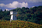 Silver Oak Wine Vineyard in the hills of the Alexander Valley, near Asti, Sonoma County, California