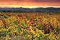 Fall colors on wine grape vine leaves in fall, Russian River Valley, Sonoma County, California