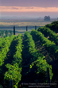 Grape vines at Viansa Vineyards, Los Carneros Region, Sonoma County, California