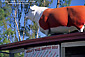 Cow atop Angelo's Wine Country Deli, Schellville, Sonoma County, California