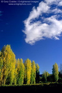 Cloud over trees in fall next to vineyard in the Dry Creek Valley, Sonoma County, California