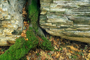 Live root from living tree breaks through petrified wood log, Petrified Forest, Sonoma County, California