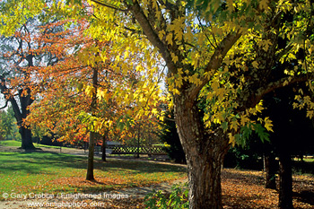 Fall colors in Kenwood Community Park, Sonoma Valley, California