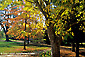 Fall colors in Kenwood Community Park, Sonoma Valley, California