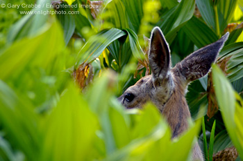 Female Mule Deer Doe Odocoileus hemionus hiding in meadow, Dorst Creek, Sequoia National Park, California; Stock Photo photography picture image photograph fine art decor print wall mural gallery