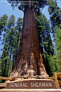 General Sherman Giant Sequoia Tree, Giant Forest, Sequoia National Park, California; Stock Photo photography picture image photograph fine art decor print wall mural gallery