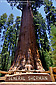General Sherman Giant Sequoia Tree, Giant Forest, Sequoia National Park, California