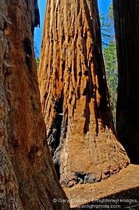 Giant Sequoia Trees (Sequoiadendron Giganteum) Congress Trail, Giant Forest, Sequoia National Park, California; Stock Photo photography picture image photograph fine art decor print wall mural gallery