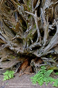 Weathered uprooted root ball of Giant Sequoia, Congress Trail, Giant Forest, Sequoia National Park, California; Stock Photo photography picture image photograph fine art decor print wall mural gallery