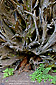 Weathered uprooted root ball of Giant Sequoia, Congress Trail, Giant Forest, Sequoia National Park, California