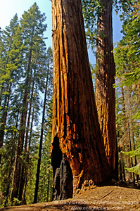 Sequoia Tree in mixed conifer forest, western Sierra , Sequoia National Park, California; Stock Photo photography picture image photograph fine art decor print wall mural gallery