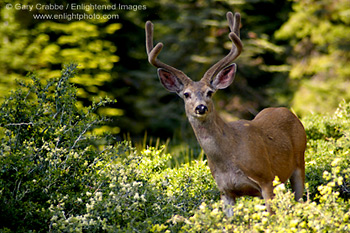 Male Mule deer buck (Odocoileus Hemionus) in forest at Dorst Creek, Sequoia National Park, California; Stock Photo photography picture image photograph fine art decor print wall mural gallery