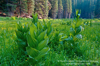 Corn Lily in green grass forest meadow at Dorst Creek, Sequoia National Park, California; Stock Photo photography picture image photograph fine art decor print wall mural gallery