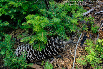 Sugarpine pinecone on forest floor, Sequoia National Park, California; Stock Photo photography picture image photograph fine art decor print wall mural gallery