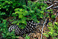 Sugarpine pinecone on forest floor, Sequoia National Park, California