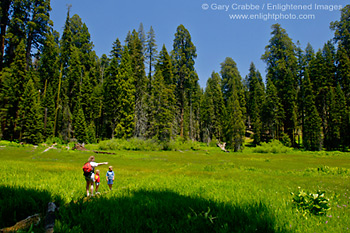 Family hiking in green grass at Crescent Meadow, Sequoia National Park, California; Stock Photo photography picture image photograph fine art decor print wall mural gallery