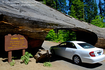 Car driving through Tunnel Log, Sequoia National Park, California; Stock Photo photography picture image photograph fine art decor print wall mural gallery