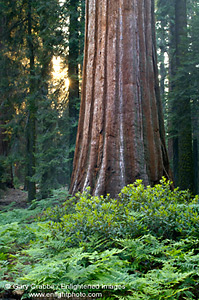 Giant Sequoia tree at sunset in forest near Moro Rock, Sequoia National Park, California; Stock Photo photography picture image photograph fine art decor print wall mural gallery