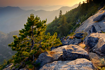 Young pine tree sapling growing out of rock outcrop and distant hills at sunset, near Moro Rock, Sequoia National Park, California; Stock Photo photography picture image photograph fine art decor print wall mural gallery