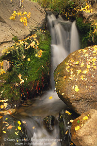 Yellow aspen leaves in fall grace the rocks on the side of a small stream in the Eastern Sierra, California