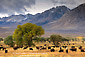 Cattle grazing in the Round Valley, below the Eastern Sierra, California