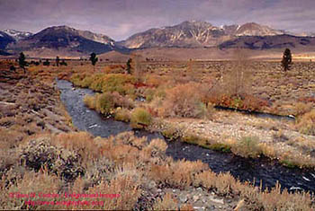 Fall colors along Rush Creek, Eastern Sierra, California