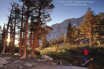 Hiker uses log bridge to cross a stream in the morning sun, along the Mount Whitney Trail, Eastern Sierra, California