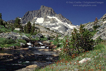Summer wildflowers in bloom along an alpine stream beneath Banner Peak, Ansel Adams Wilderness, Eastern Sierra, California