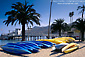 Picture: Kayaks lined up onsandy beach below palm tree, Two Harbors, Catalina Island, California